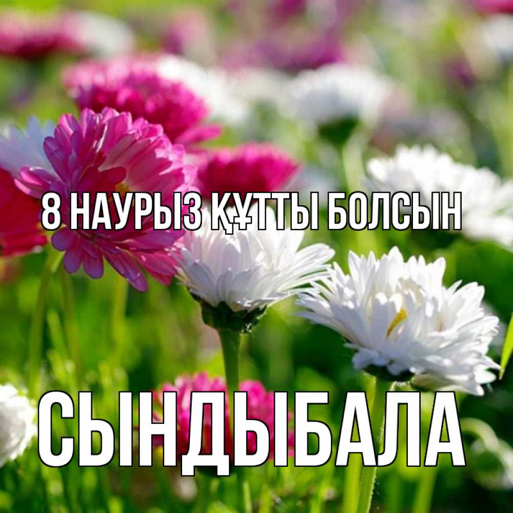 Күн сайын ашық хат с именем, СЫНДЫБАЛА 8 наурыз құтты болсын международный женский день 1 Онлайн тегін жүктеп алу тілектері бар керемет карта 