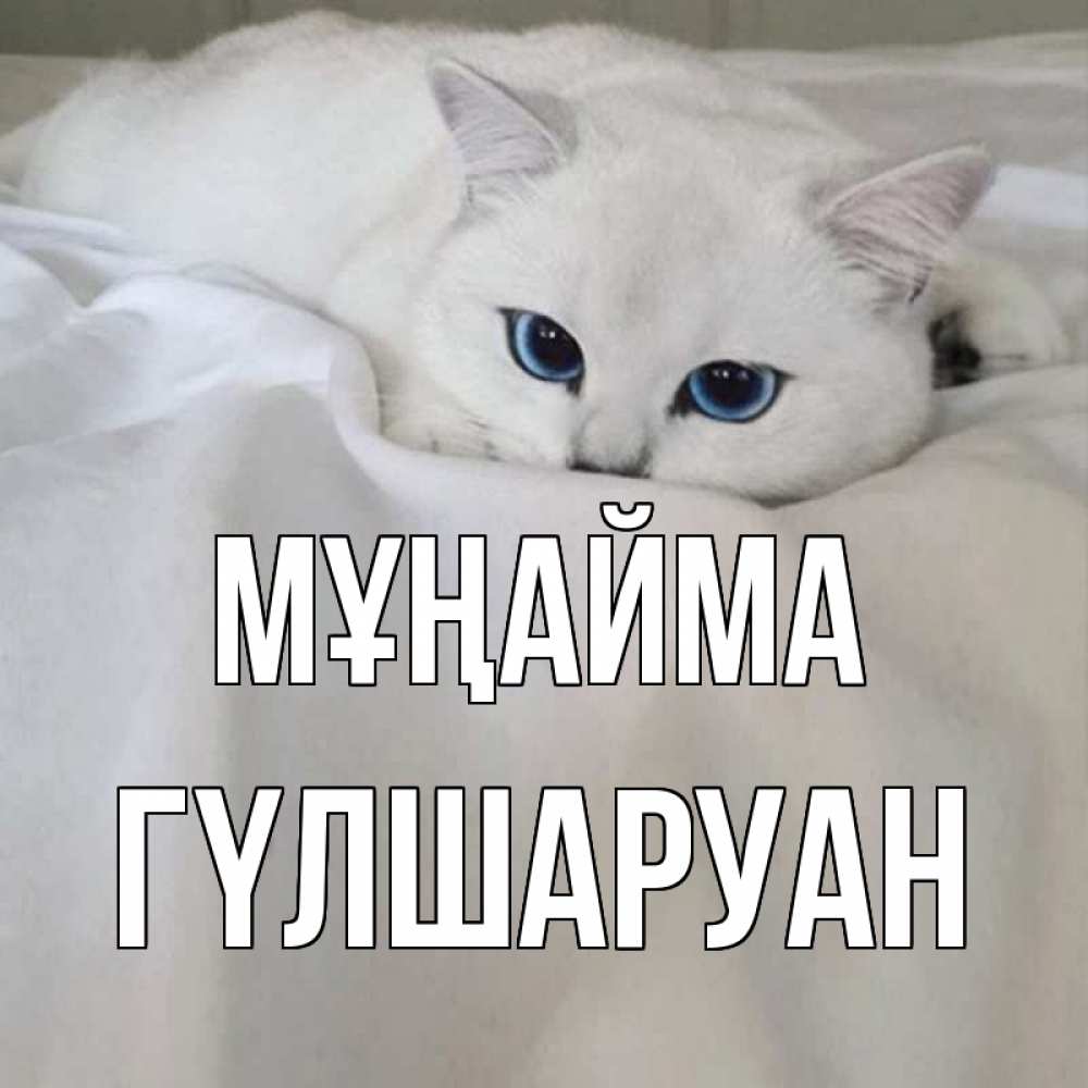 Күн сайын ашық хат с именем, ГҮЛШАРУАН Мұңайма белый кот с голубыми глазами на белоснежной кровати Онлайн тегін жүктеп алу тілектері бар керемет карта 