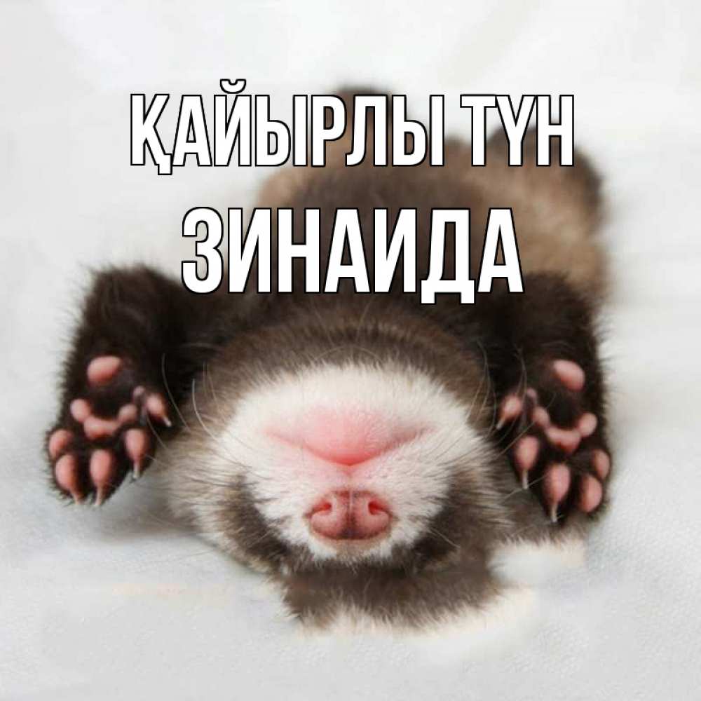 Күн сайын ашық хат с именем, Зинаида Қайырлы түн зверек Онлайн тегін жүктеп алу тілектері бар керемет карта 