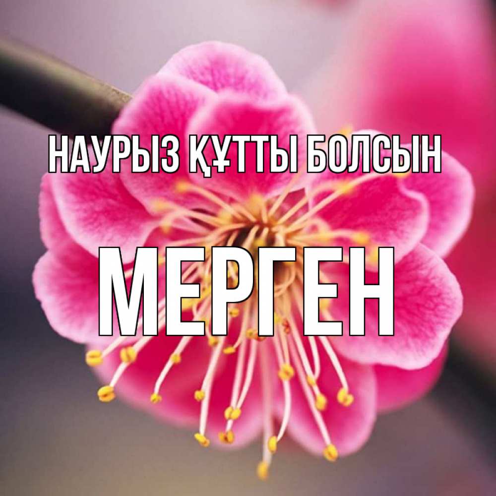 Күн сайын ашық хат с именем, МЕРГЕН Наурыз құтты болсын цветы Онлайн тегін жүктеп алу тілектері бар керемет карта 