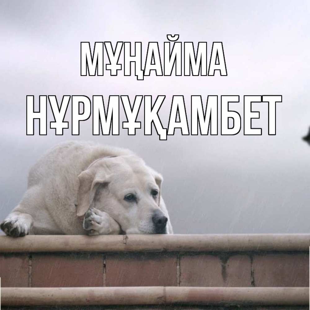 Күн сайын ашық хат с именем, НҰРМҰҚАМБЕТ Мұңайма белый пес 1 Онлайн тегін жүктеп алу тілектері бар керемет карта 