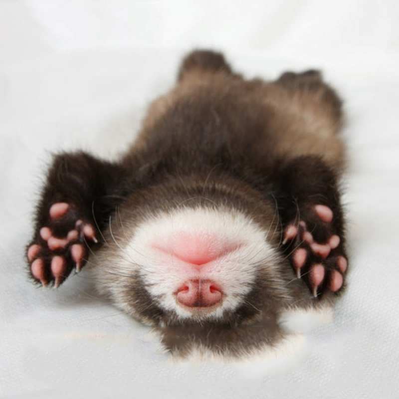 Открытка отдыхающий детеныш  зверек  Қайырлы түн 