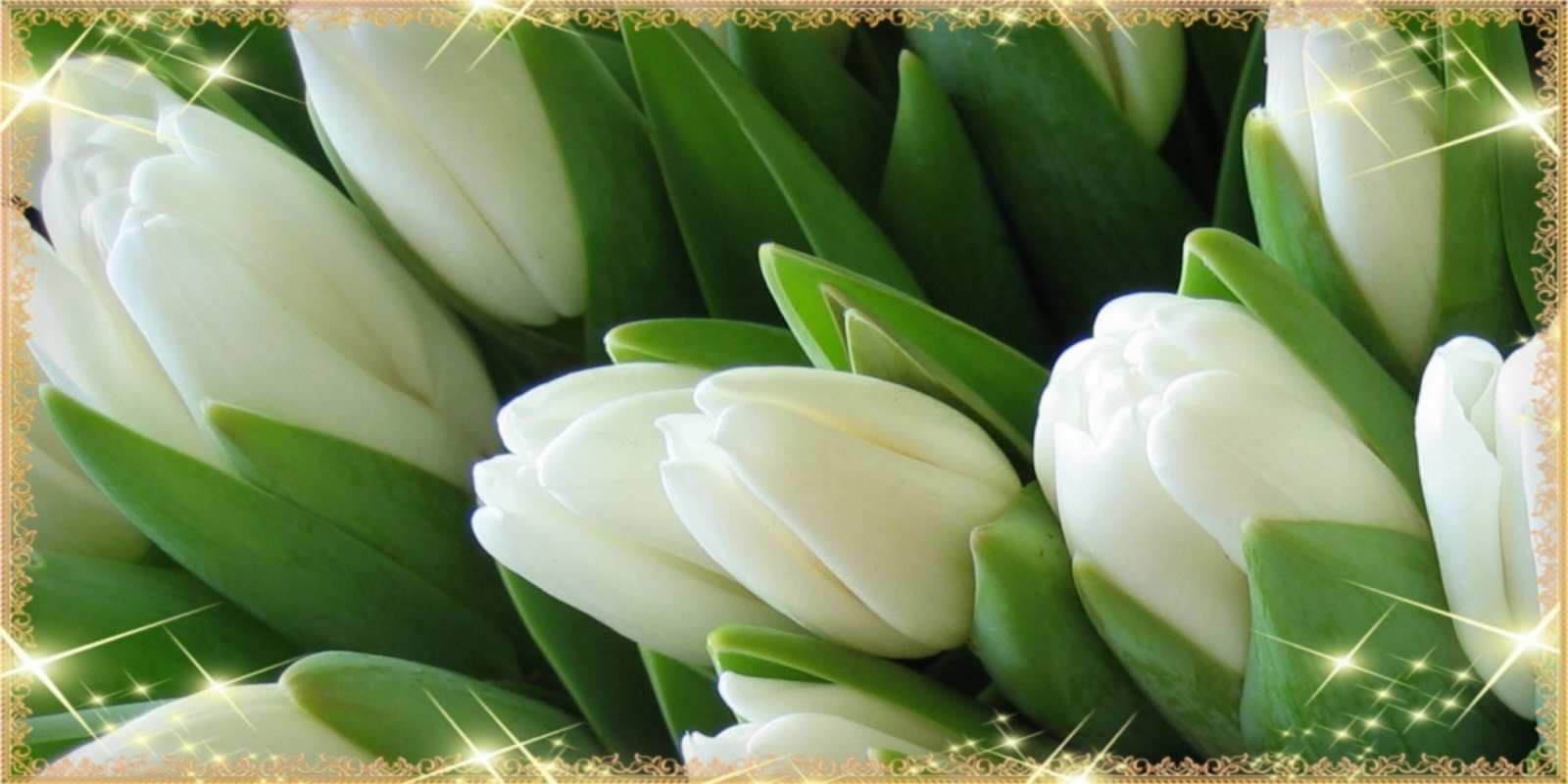 Открытка белые тюльпаны для любимых женщин поздравляем с 8 марта 8 наурыз құтты болсын 