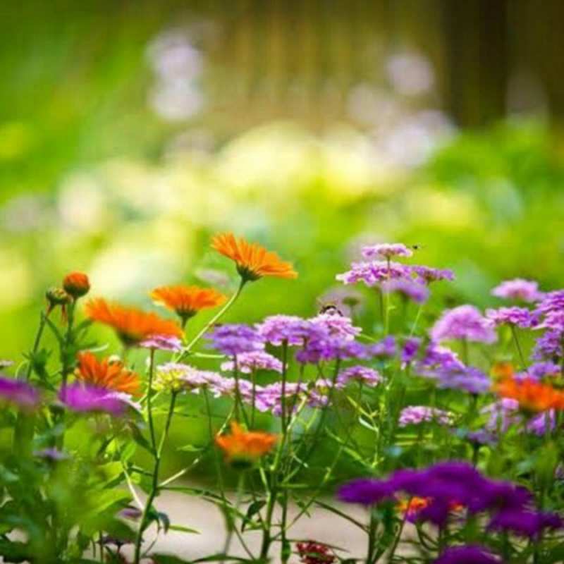 Открытка весенняя поляна  цветы  8 наурыз құтты болсын 