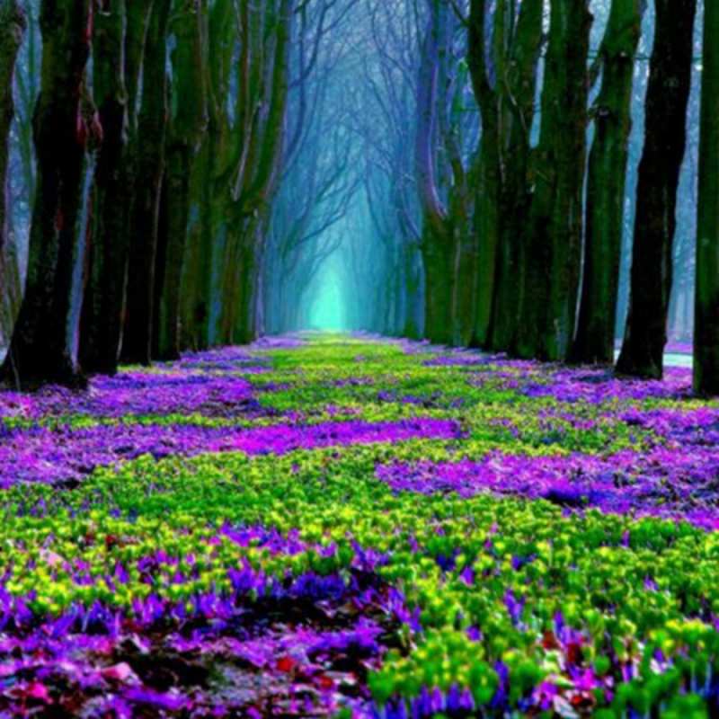 Открытка красивые цветы 1 фиолетовые цветы в лесу 1 8 наурыз құтты болсын 