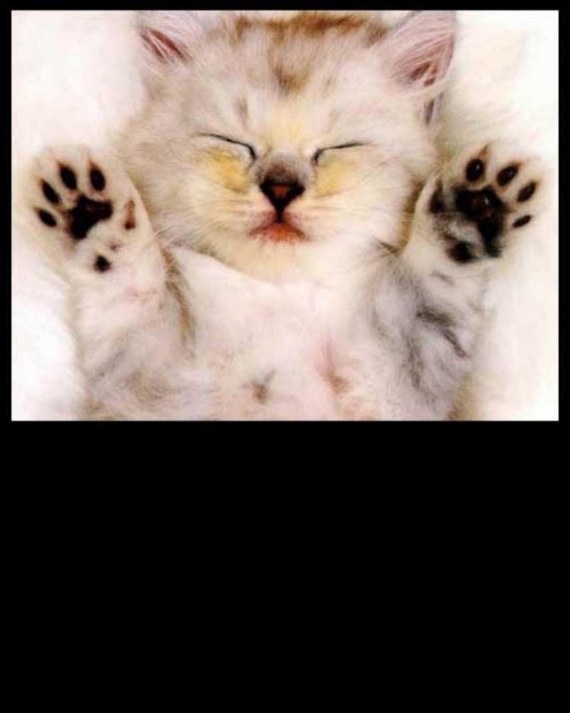 Открытка кот с лапками маленький котенок рахмет 