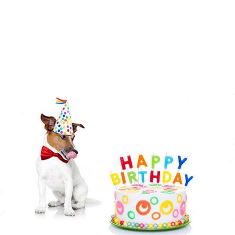 Открытка собака хочет скушать торт  праздник  Туған күніңмен 