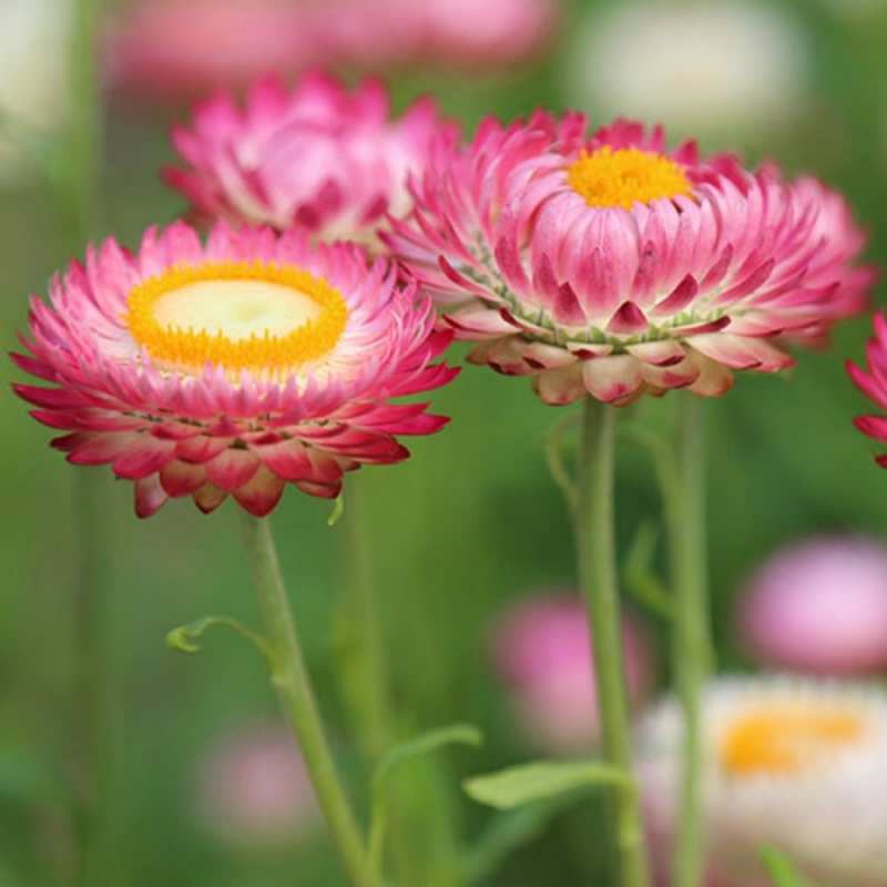 Открытка Цветы подарок на международный женский день  8 наурыз құтты болсын 