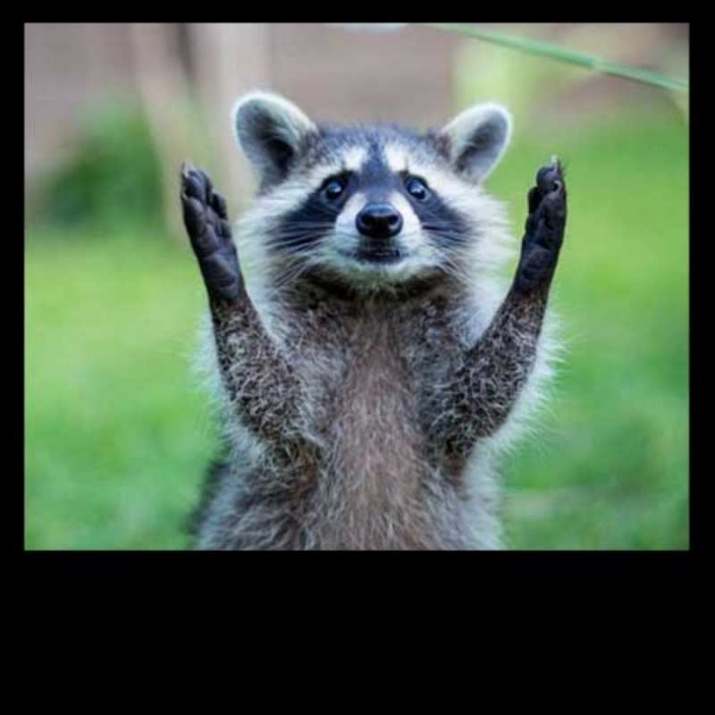 Открытка енот говорит спасибо милые животные рахмет 