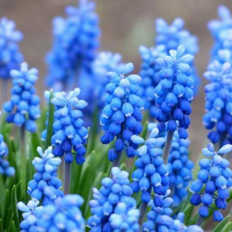 Открытка синие цветы  Поздравительная открытка для женщин с цветами на праздничную дату  8 наурыз құтты болсын 