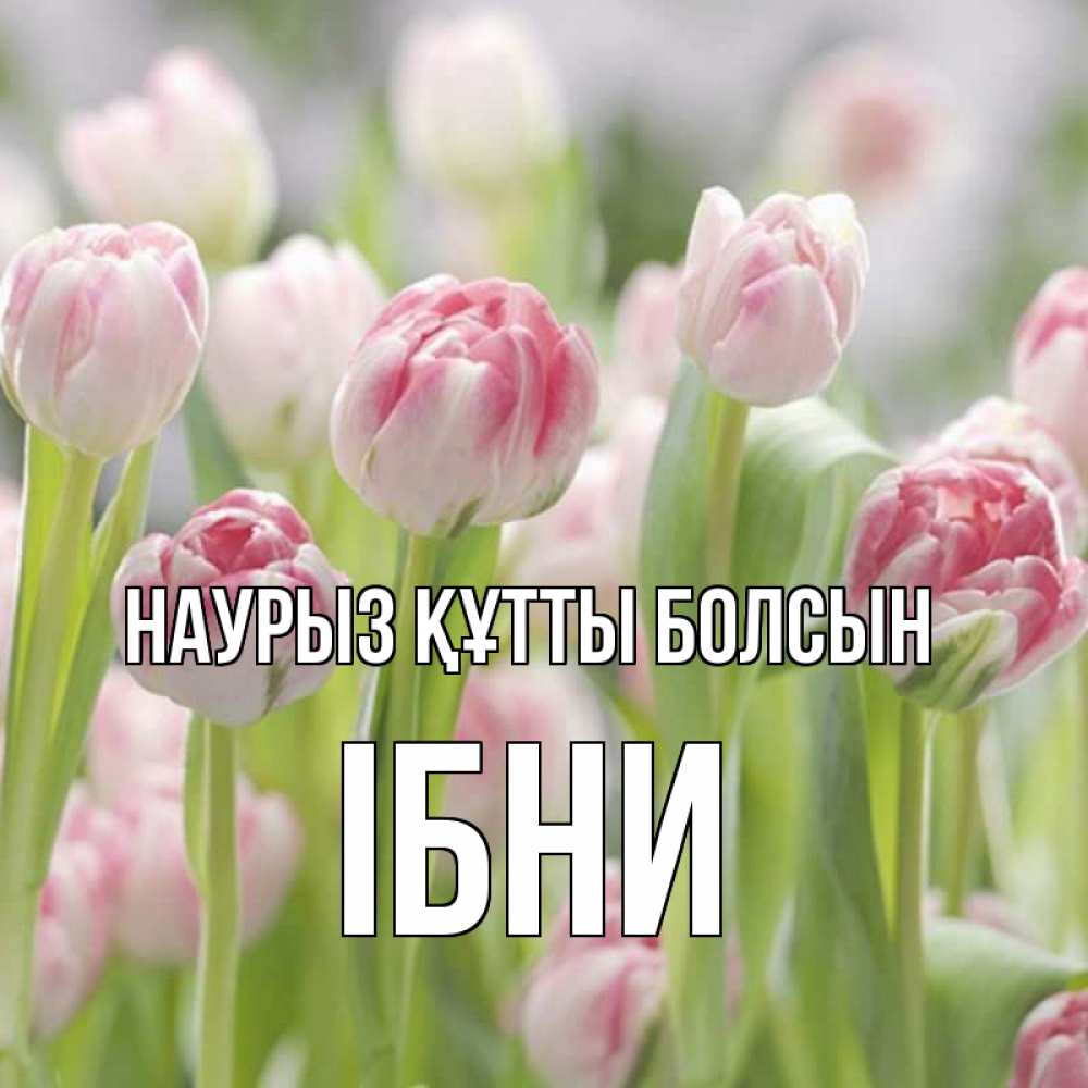 Күн сайын ашық хат с именем, ІБНИ Наурыз құтты болсын цветы Онлайн тегін жүктеп алу тілектері бар керемет карта 