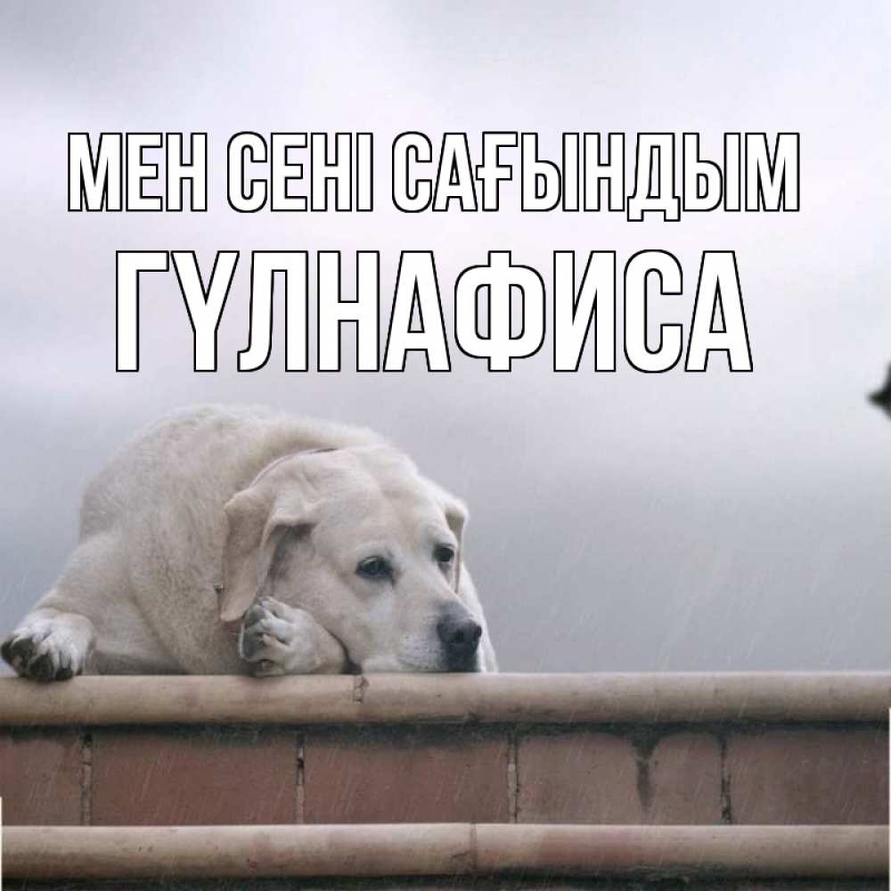 Күн сайын ашық хат с именем, ГҮЛНАФИСА Мен сені сағындым ждет Онлайн тегін жүктеп алу тілектері бар керемет карта 