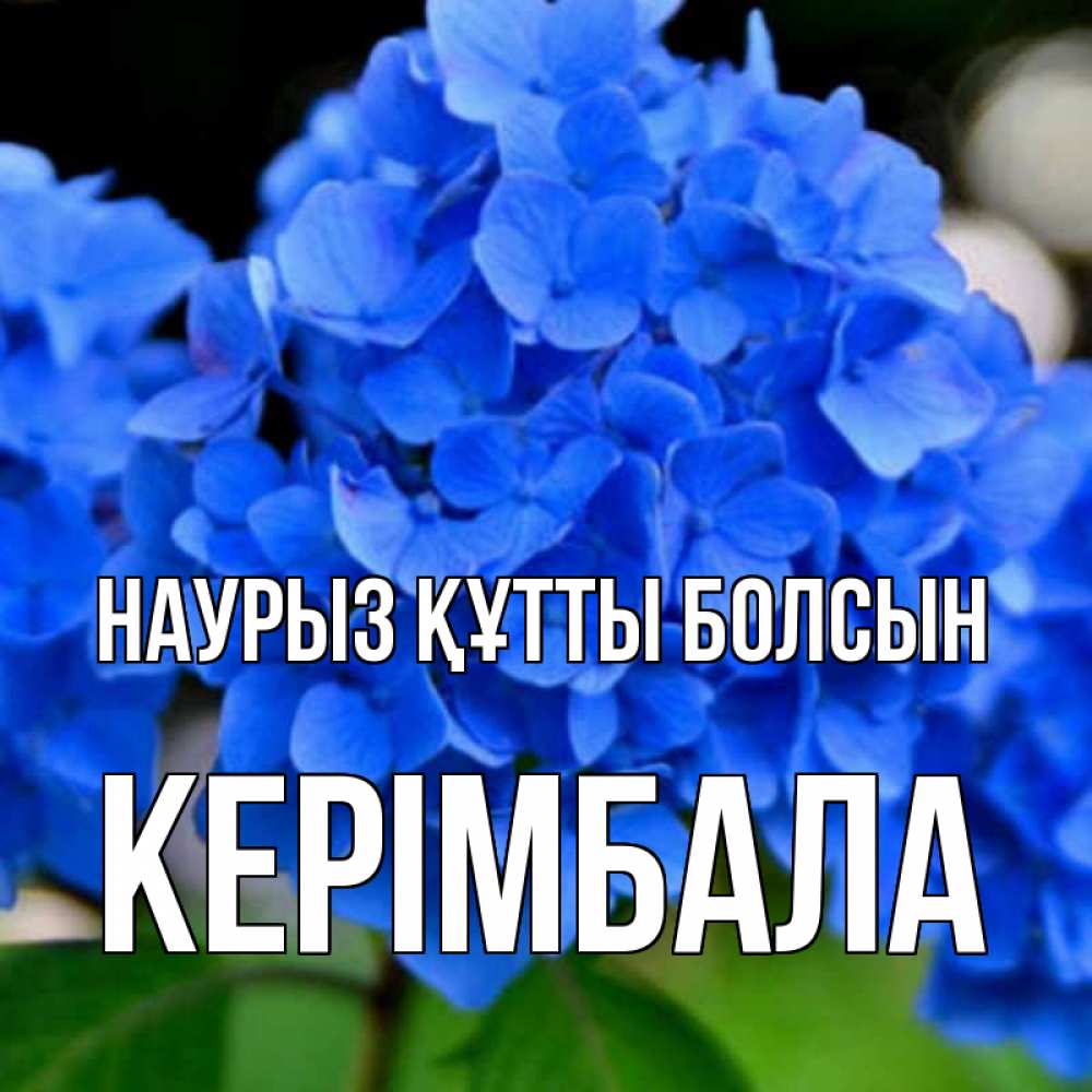 Күн сайын ашық хат с именем, КЕРІМБАЛА Наурыз құтты болсын синие цветы Онлайн тегін жүктеп алу тілектері бар керемет карта 