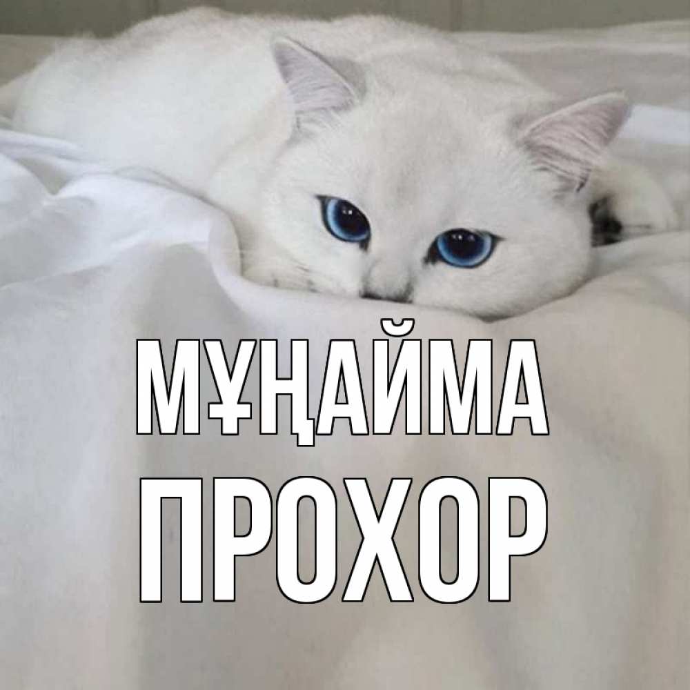 Күн сайын ашық хат с именем, Прохор Мұңайма белый кот с голубыми глазами на белоснежной кровати Онлайн тегін жүктеп алу тілектері бар керемет карта 