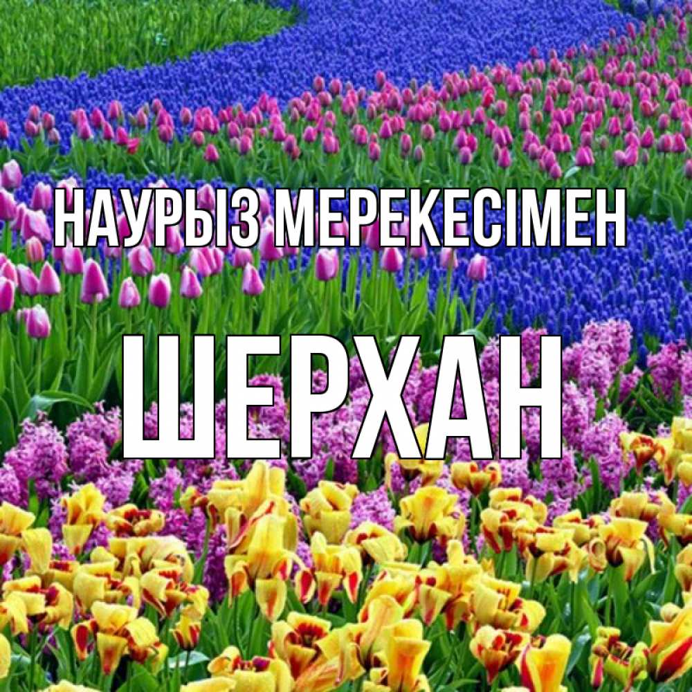 Күн сайын ашық хат с именем, ШЕРХАН Наурыз мерекесімен цветы Онлайн тегін жүктеп алу тілектері бар керемет карта 