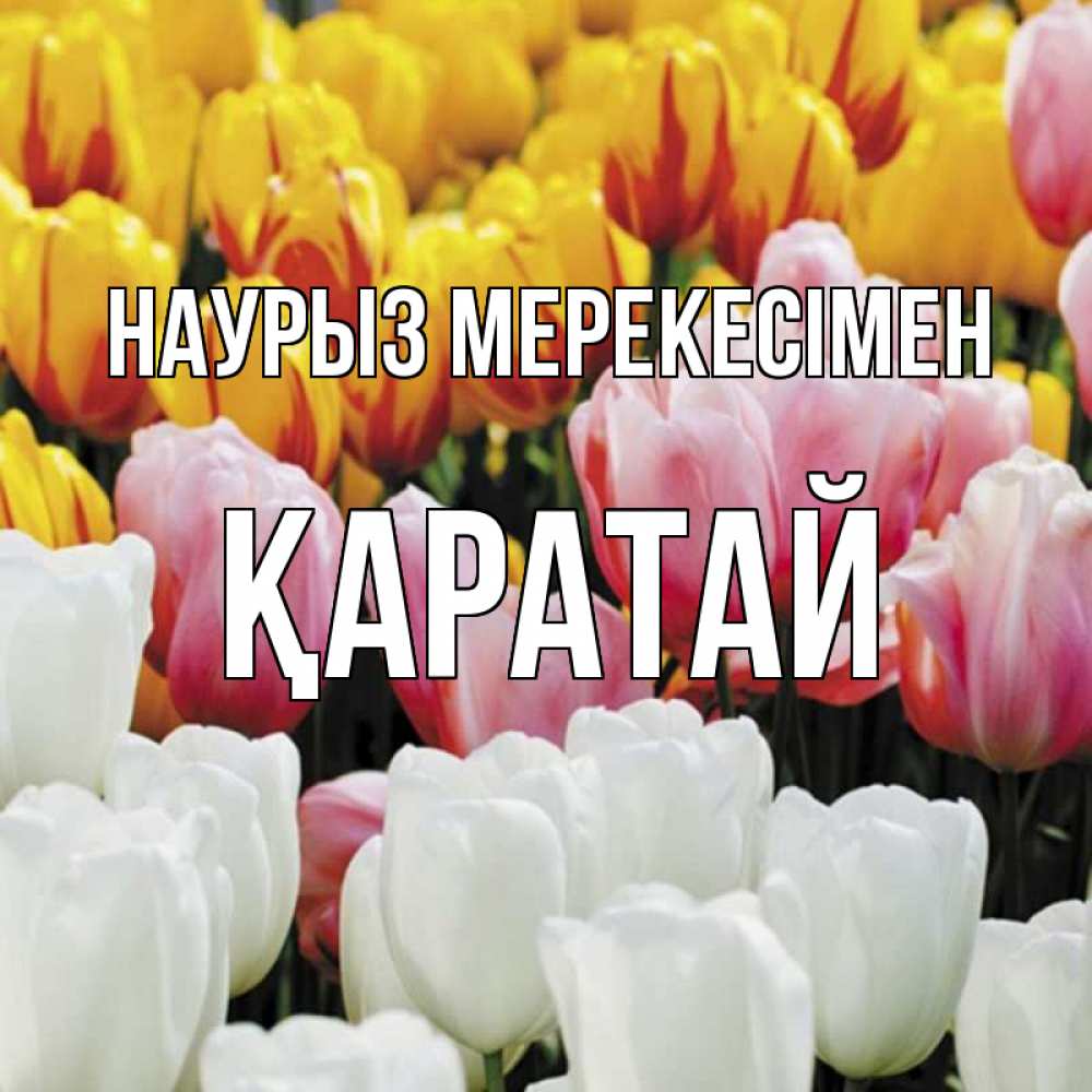 Күн сайын ашық хат с именем, Қаратай Наурыз мерекесімен разноцветные цветы Онлайн тегін жүктеп алу тілектері бар керемет карта 