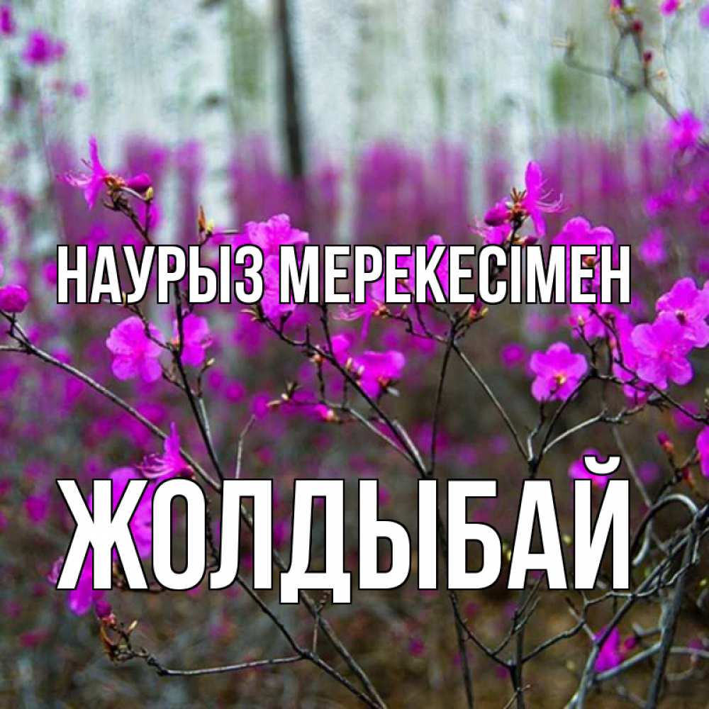 Күн сайын ашық хат с именем, Жолдыбай Наурыз мерекесімен дикие цветы Онлайн тегін жүктеп алу тілектері бар керемет карта 