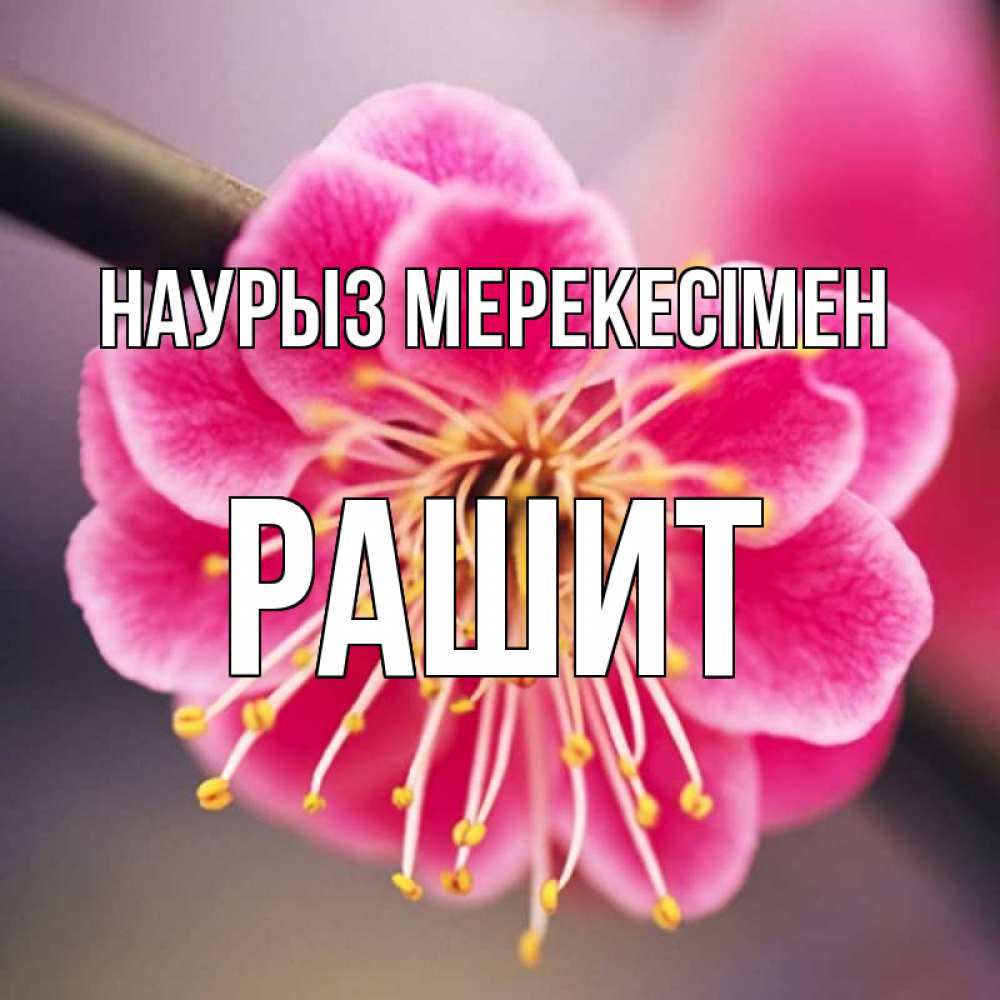 Күн сайын ашық хат с именем, РАШИТ Наурыз мерекесімен цветы Онлайн тегін жүктеп алу тілектері бар керемет карта 