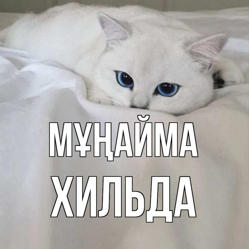 Күн сайын ашық хат с именем, Хильда Мұңайма белый кот с голубыми глазами на белоснежной кровати Онлайн тегін жүктеп алу тілектері бар керемет карта 