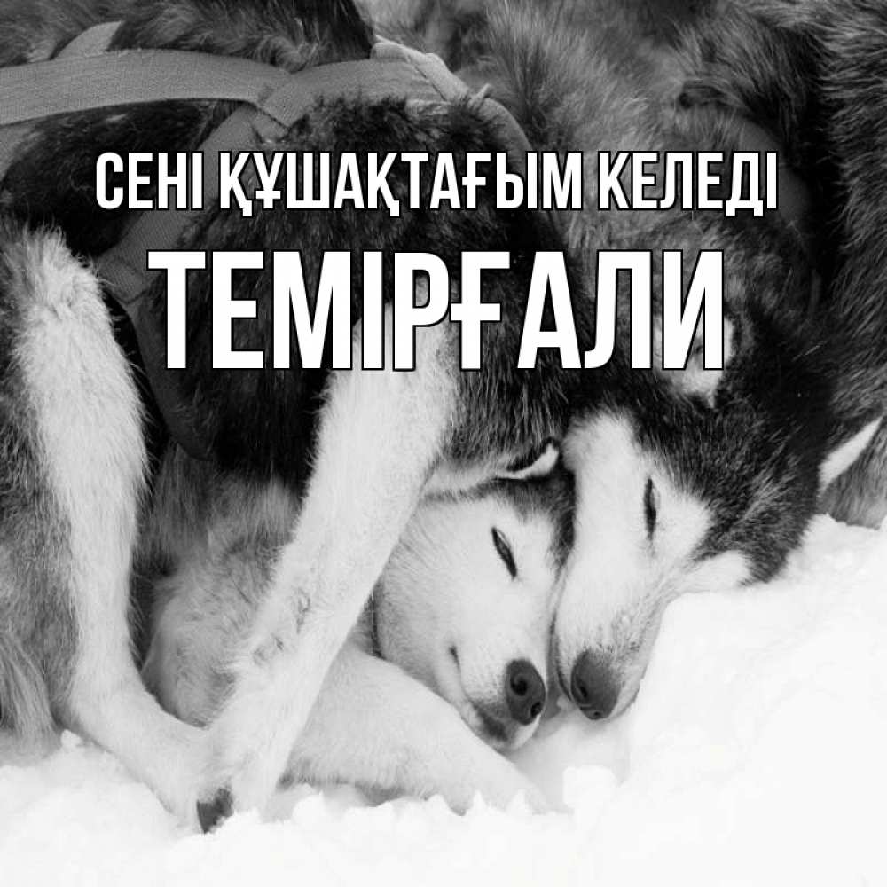 Күн сайын ашық хат с именем, ТЕМІРҒАЛИ сені құшақтағым келеді собачки в упряжке Онлайн тегін жүктеп алу тілектері бар керемет карта 