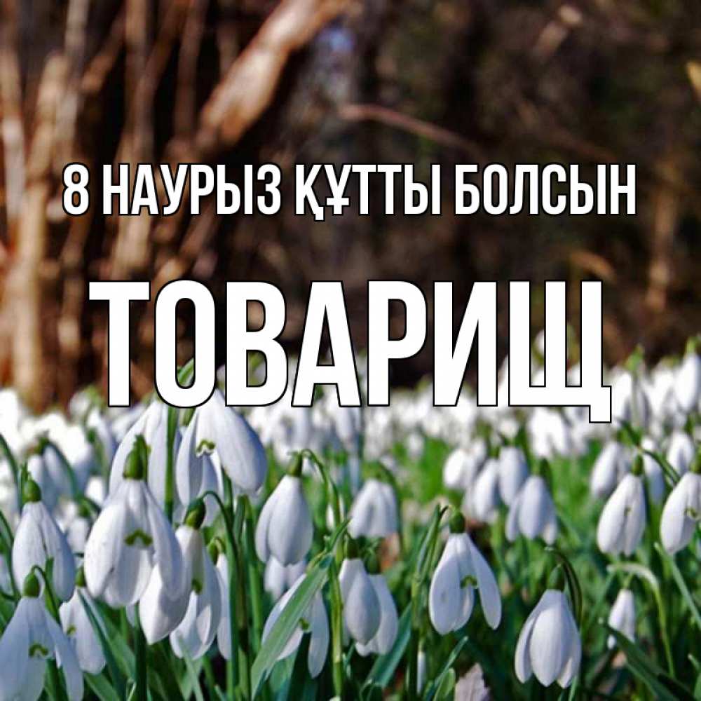 Күн сайын ашық хат с именем, Товарищ 8 наурыз құтты болсын с подснежниками 1 Онлайн тегін жүктеп алу тілектері бар керемет карта 