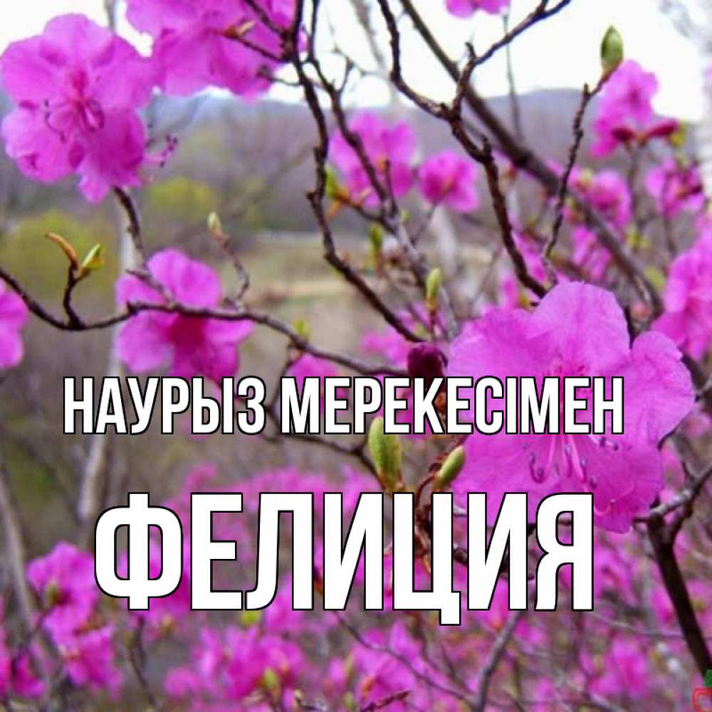 Күн сайын ашық хат с именем, Фелиция Наурыз мерекесімен праздник весны наурыз Онлайн тегін жүктеп алу тілектері бар керемет карта 