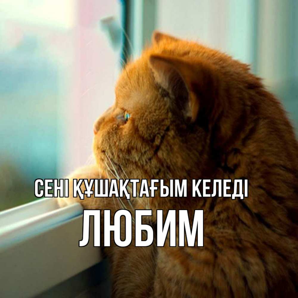 Күн сайын ашық хат с именем, Любим сені құшақтағым келеді большой огромный рыжий котяра Онлайн тегін жүктеп алу тілектері бар керемет карта 