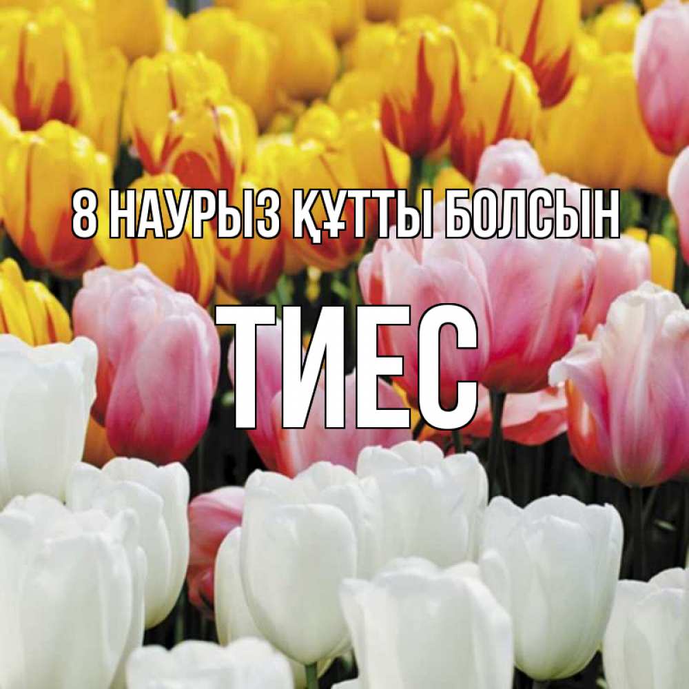 Күн сайын ашық хат с именем, ТИЕС 8 наурыз құтты болсын разноцветные цветы Онлайн тегін жүктеп алу тілектері бар керемет карта 