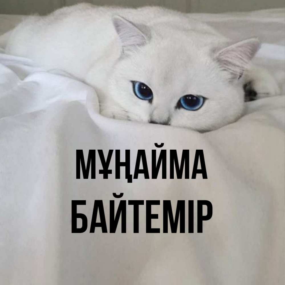Күн сайын ашық хат с именем, Байтемір Мұңайма Голубоглазая кошка Онлайн тегін жүктеп алу тілектері бар керемет карта 