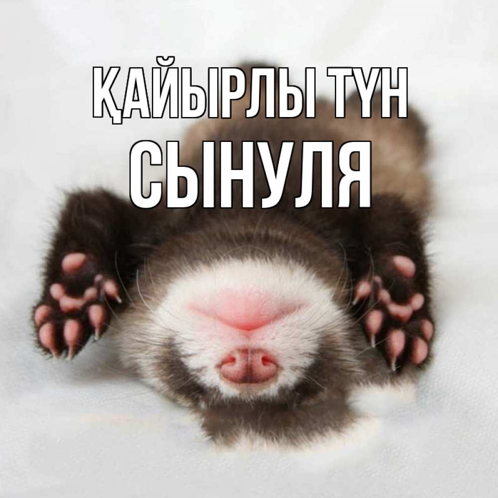 Күн сайын ашық хат с именем, Сынуля Қайырлы түн зверек Онлайн тегін жүктеп алу тілектері бар керемет карта 