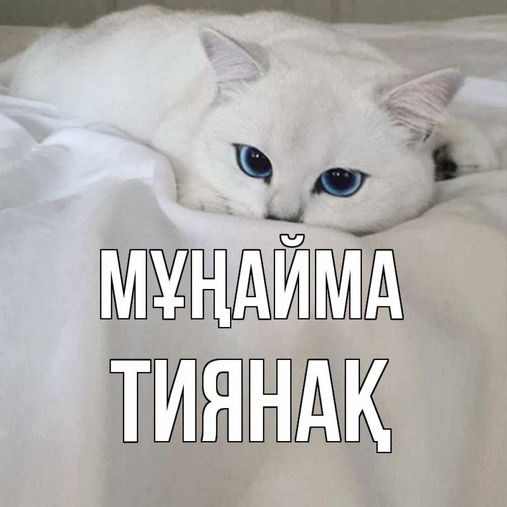 Күн сайын ашық хат с именем, ТИЯНАҚ Мұңайма белый кот с голубыми глазами на белоснежной кровати Онлайн тегін жүктеп алу тілектері бар керемет карта 