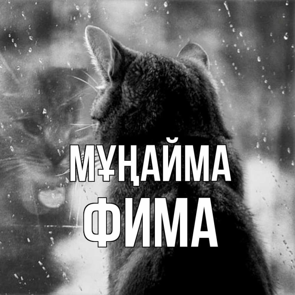 Күн сайын ашық хат с именем, Фима Мұңайма отражение кота 1 Онлайн тегін жүктеп алу тілектері бар керемет карта 