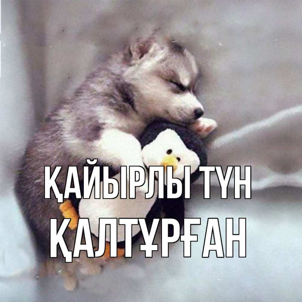 Күн сайын ашық хат с именем, ҚАЛТҰРҒАН Қайырлы түн обнимашки щенка и пингвина Онлайн тегін жүктеп алу тілектері бар керемет карта 