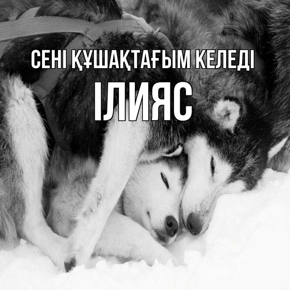 Күн сайын ашық хат с именем, ІЛИЯС сені құшақтағым келеді собачки в упряжке Онлайн тегін жүктеп алу тілектері бар керемет карта 