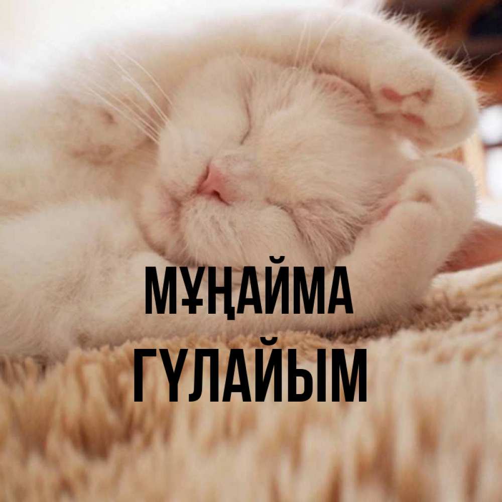 Күн сайын ашық хат с именем, ГҮЛАЙЫМ Мұңайма Котенок спит Онлайн тегін жүктеп алу тілектері бар керемет карта 