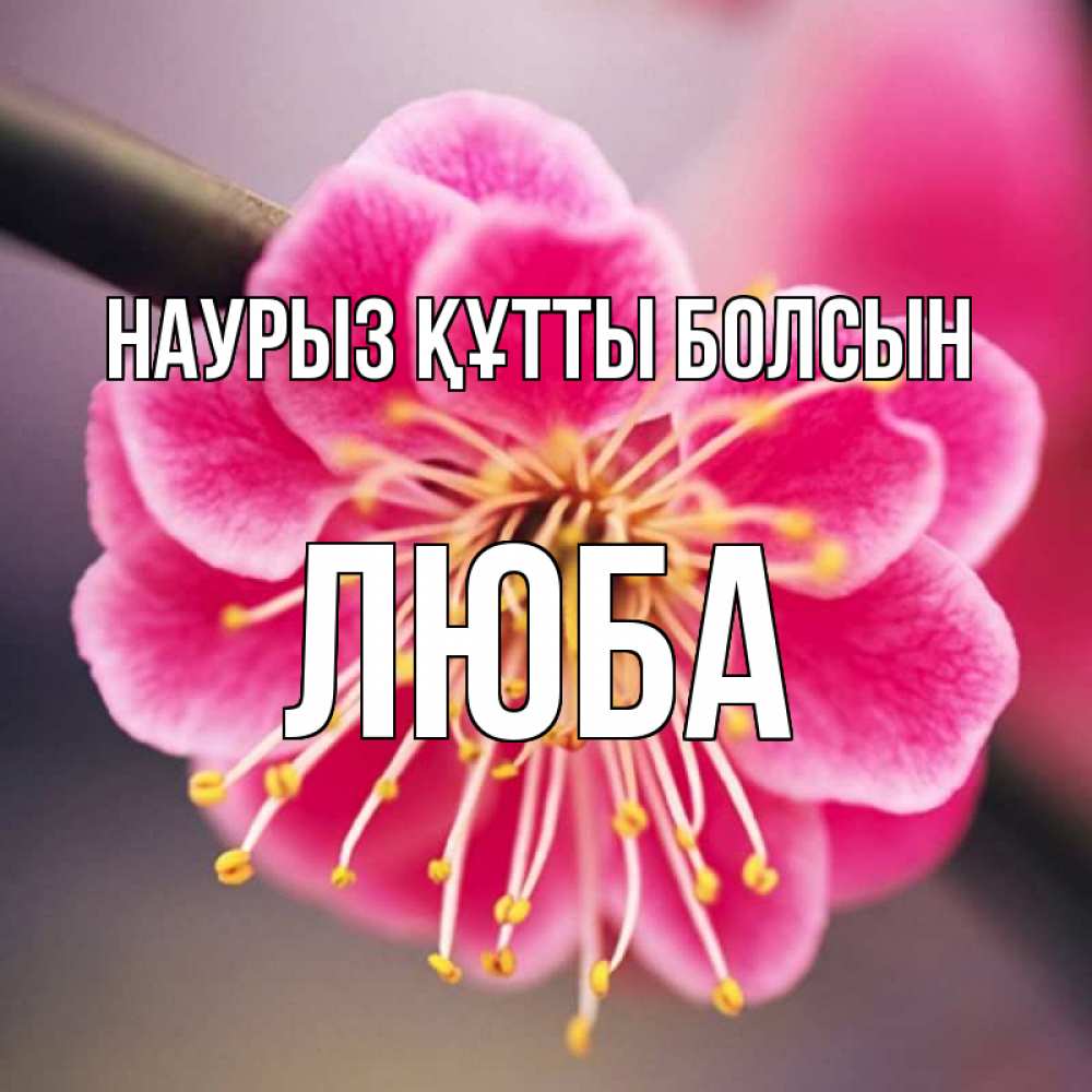 Күн сайын ашық хат с именем, Люба Наурыз құтты болсын цветы Онлайн тегін жүктеп алу тілектері бар керемет карта 