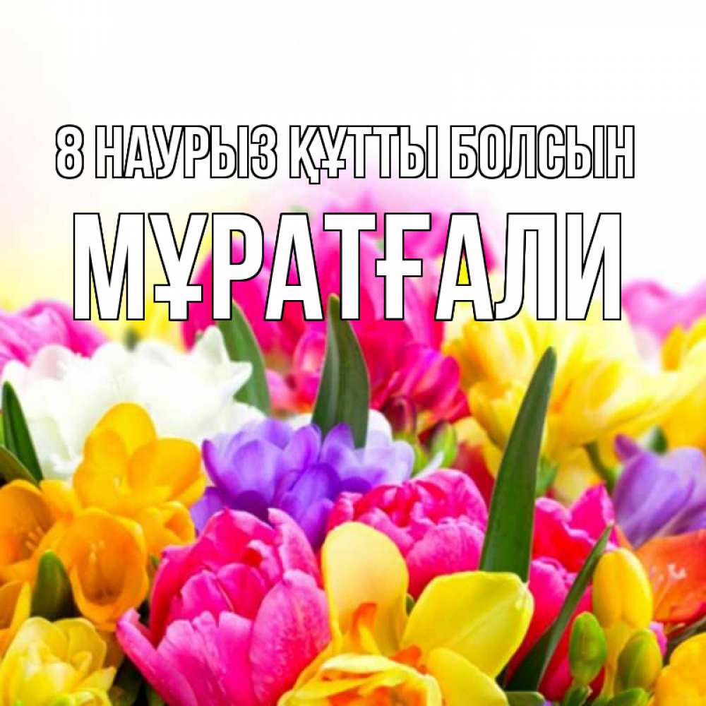 Күн сайын ашық хат с именем, Мұратғали 8 наурыз құтты болсын тюльпаны Онлайн тегін жүктеп алу тілектері бар керемет карта 
