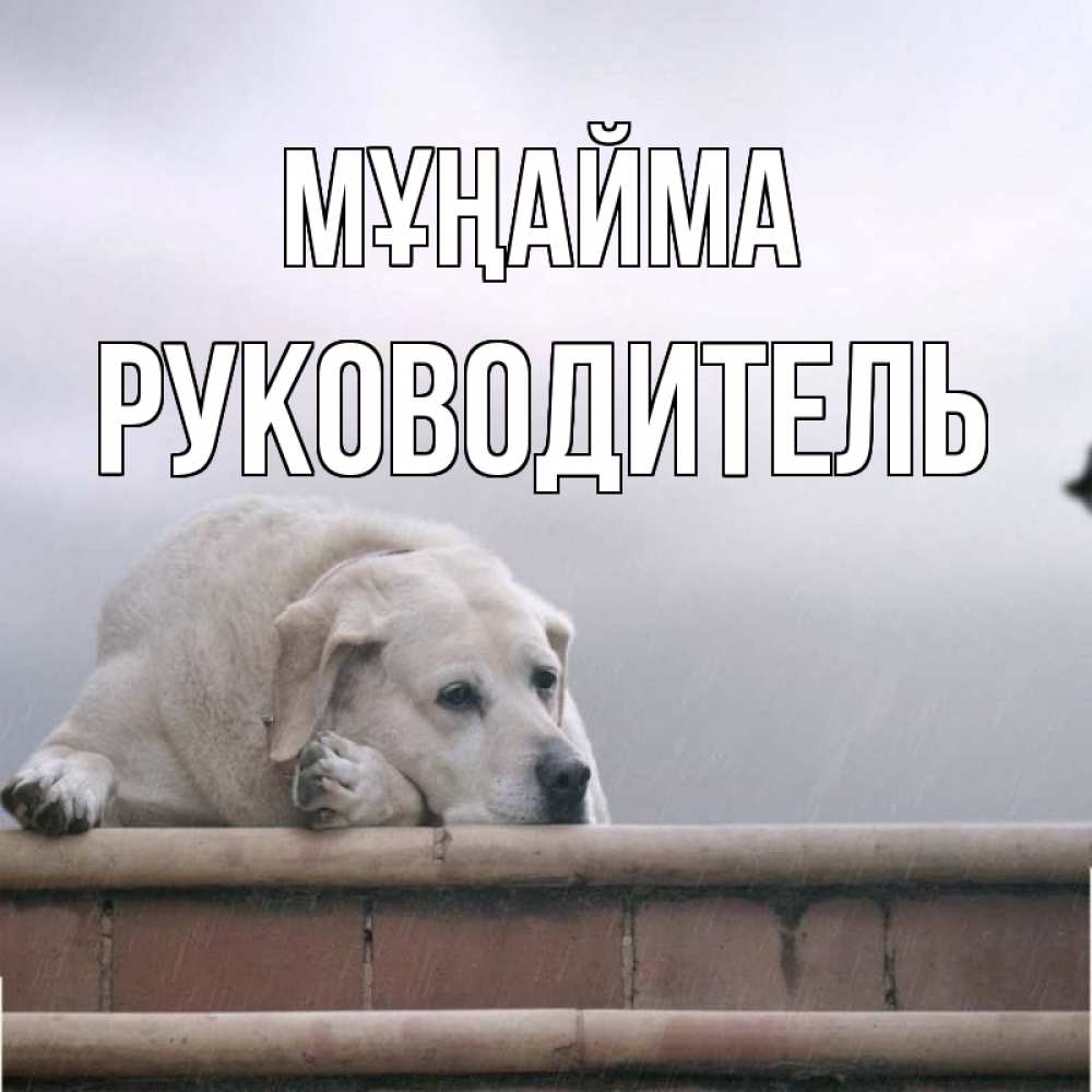 Күн сайын ашық хат с именем, Руководитель Мұңайма белый пес 1 Онлайн тегін жүктеп алу тілектері бар керемет карта 
