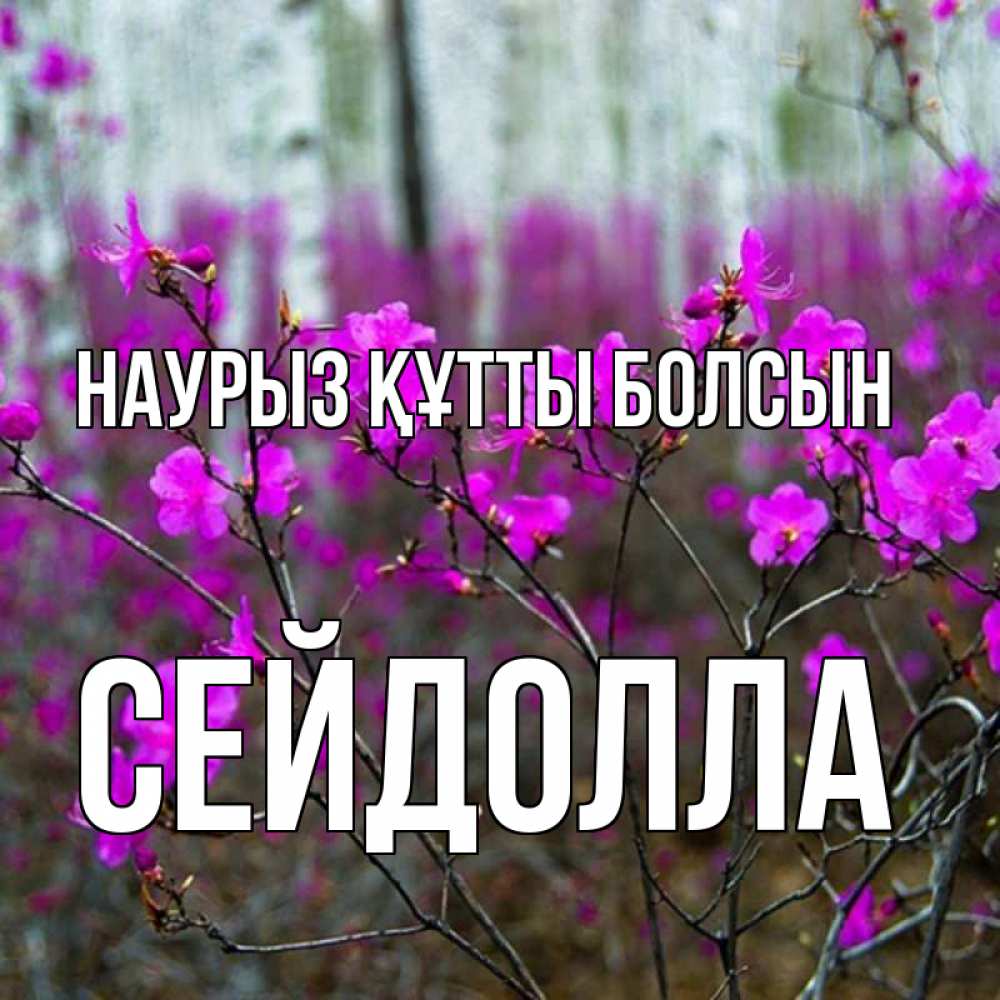 Күн сайын ашық хат с именем, СЕЙДОЛЛА Наурыз құтты болсын дикие цветы Онлайн тегін жүктеп алу тілектері бар керемет карта 