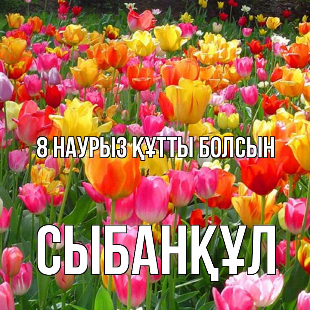 Күн сайын ашық хат с именем, СЫБАНҚҰЛ 8 наурыз құтты болсын на международный женский день Онлайн тегін жүктеп алу тілектері бар керемет карта 