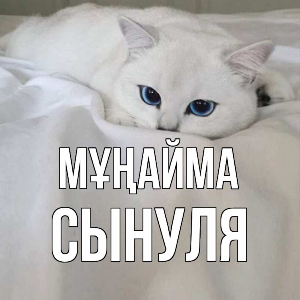 Күн сайын ашық хат с именем, Сынуля Мұңайма белый кот с голубыми глазами на белоснежной кровати Онлайн тегін жүктеп алу тілектері бар керемет карта 