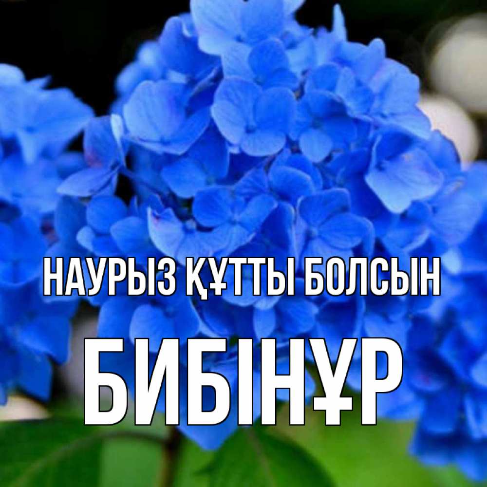 Күн сайын ашық хат с именем, БИБІНҰР Наурыз құтты болсын синие цветы Онлайн тегін жүктеп алу тілектері бар керемет карта 