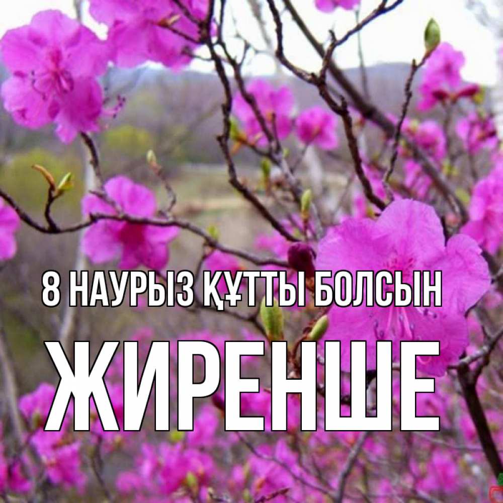 Күн сайын ашық хат с именем, Жиренше 8 наурыз құтты болсын международный женский день Онлайн тегін жүктеп алу тілектері бар керемет карта 