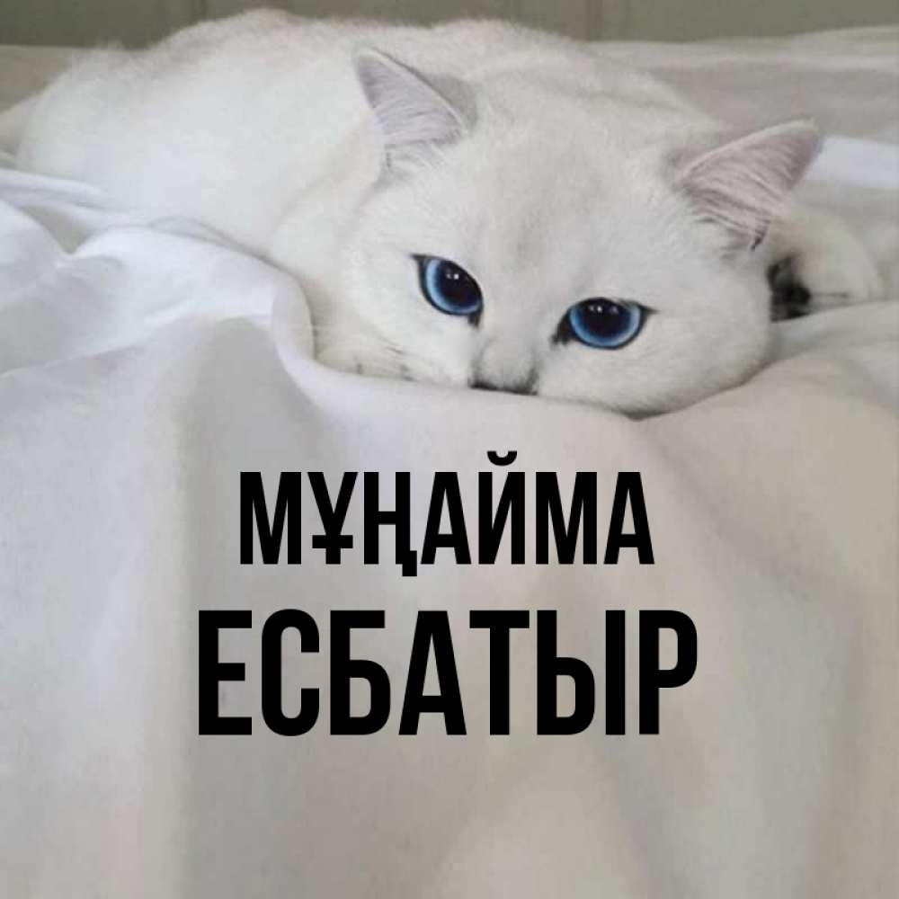 Күн сайын ашық хат с именем, Есбатыр Мұңайма Голубоглазая кошка Онлайн тегін жүктеп алу тілектері бар керемет карта 