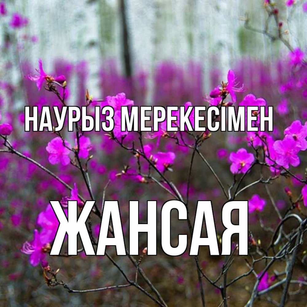 Күн сайын ашық хат с именем, ЖАНСАЯ Наурыз мерекесімен дикие цветы Онлайн тегін жүктеп алу тілектері бар керемет карта 