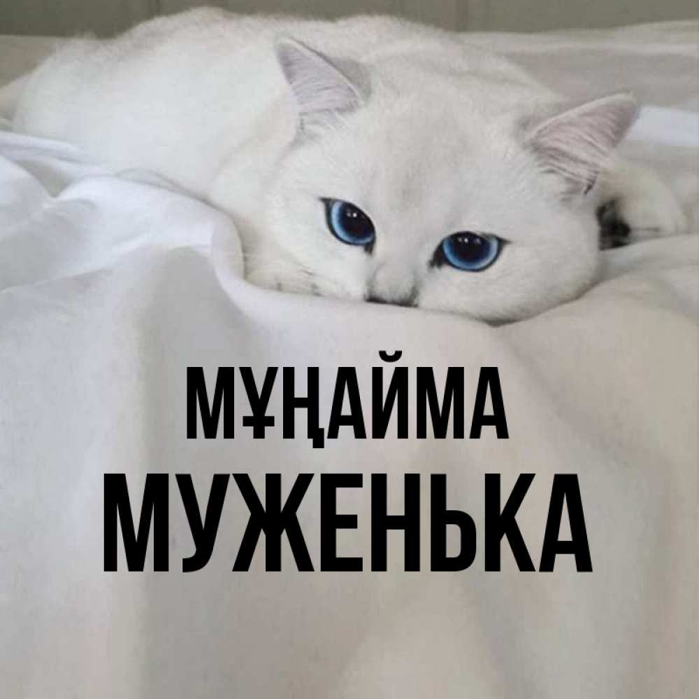 Күн сайын ашық хат с именем, Муженька Мұңайма Голубоглазая кошка Онлайн тегін жүктеп алу тілектері бар керемет карта 