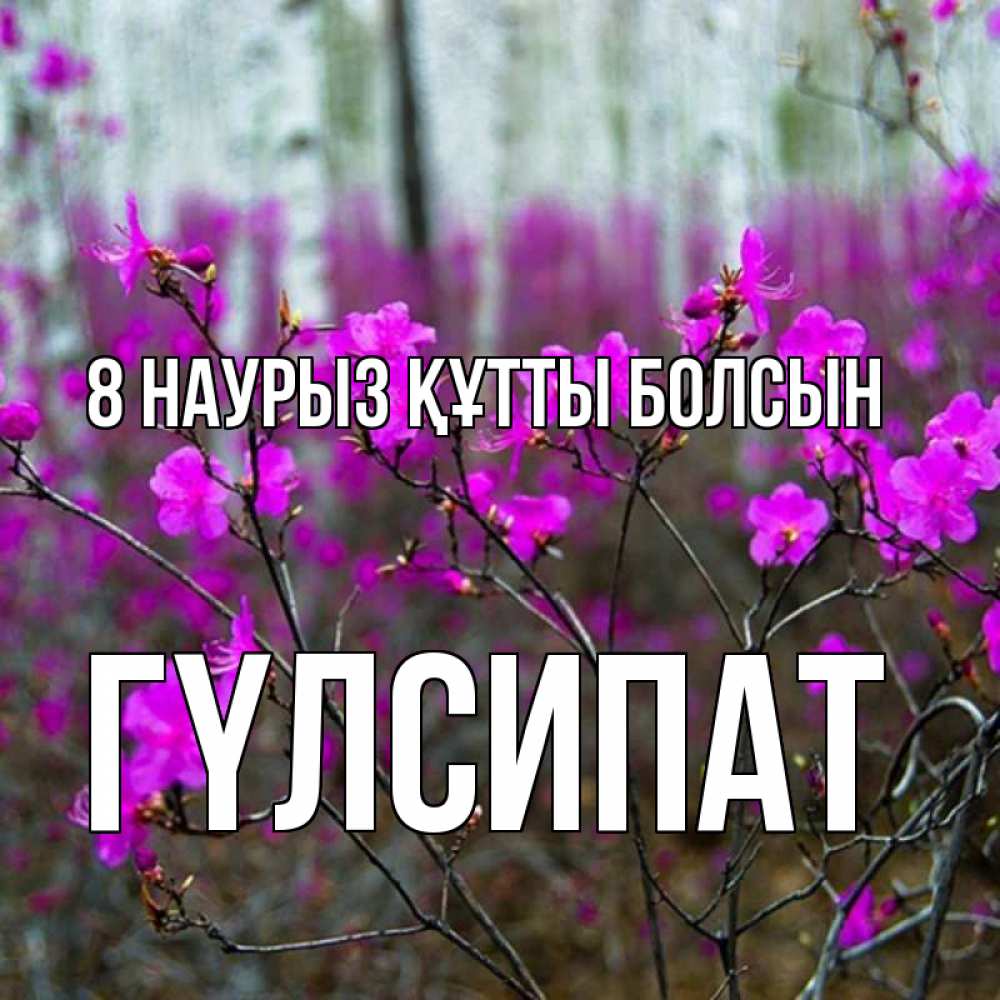 Күн сайын ашық хат с именем, ГҮЛСИПАТ 8 наурыз құтты болсын дикие цветы Онлайн тегін жүктеп алу тілектері бар керемет карта 
