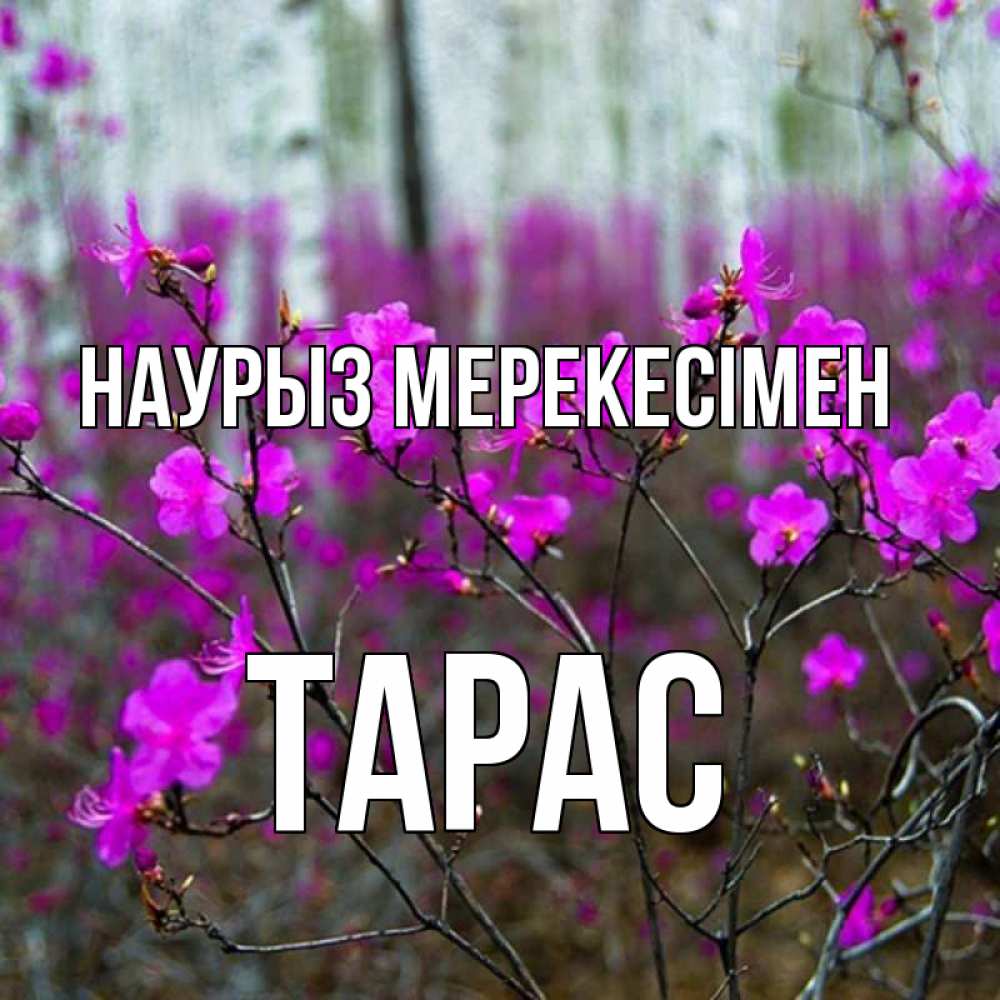 Күн сайын ашық хат с именем, Тарас Наурыз мерекесімен дикие цветы Онлайн тегін жүктеп алу тілектері бар керемет карта 