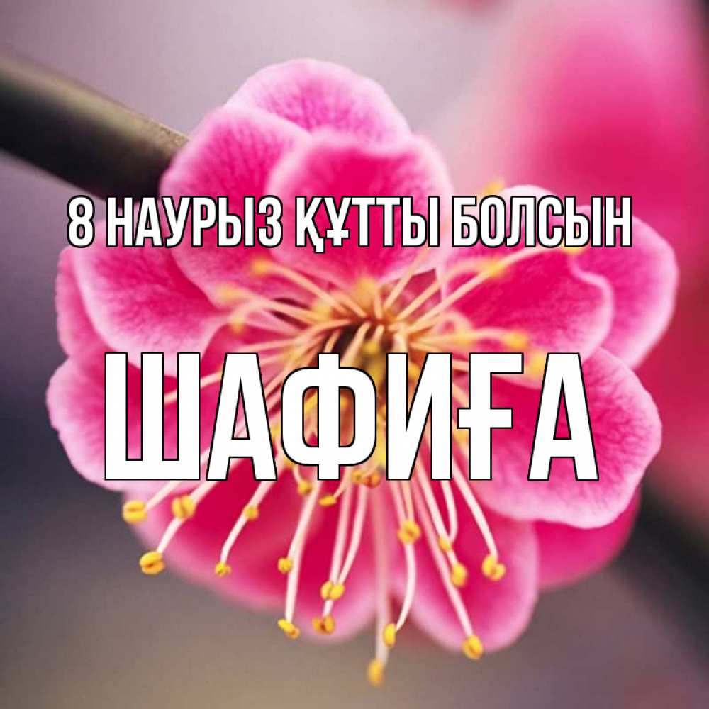 Күн сайын ашық хат с именем, ШАФИҒА 8 наурыз құтты болсын цветы Онлайн тегін жүктеп алу тілектері бар керемет карта 