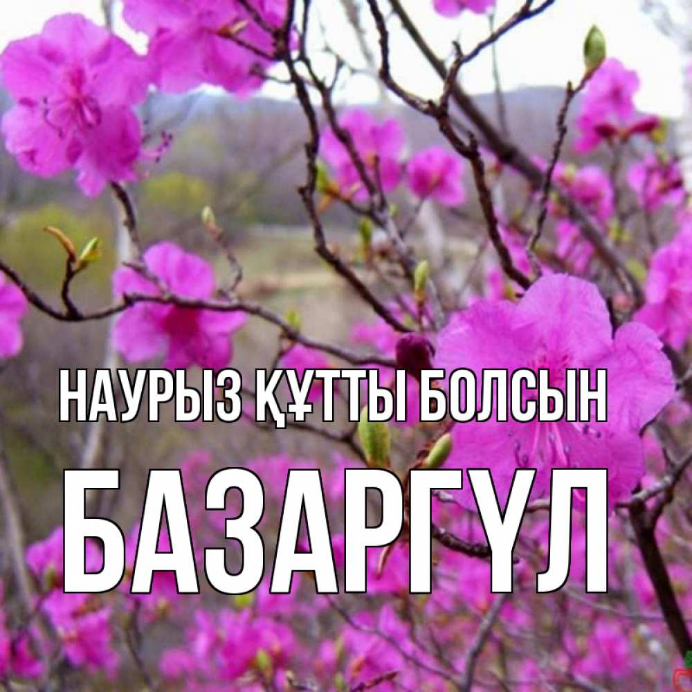 Күн сайын ашық хат с именем, БАЗАРГҮЛ Наурыз құтты болсын наурыз мейрамы кутты болсын Онлайн тегін жүктеп алу тілектері бар керемет карта 